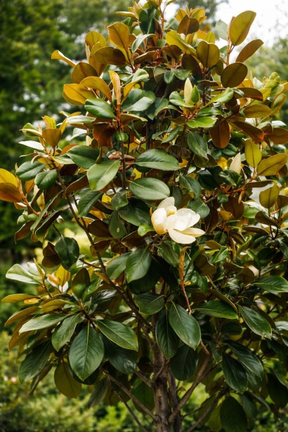 Магнолія великоквіткова Альта|Magnolia grandiflora Alta|Магнолия крупноцветковая Альта